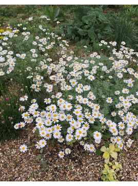 Anthemis tinctoria 'grallagh gold' - The Beth Chatto Gardens