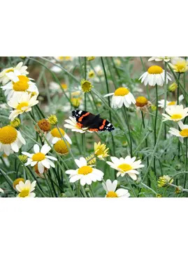 Wildside Walk at Beth Chatto Gardens