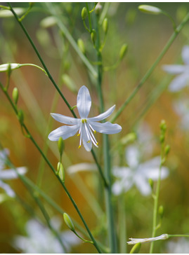Anthericum ramosum
