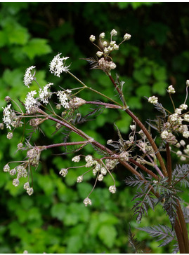 Anthriscus sylvestris 'Ravenswing'