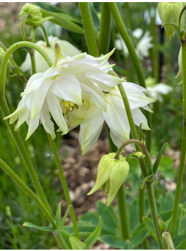 Aquilegia vulgaris var. stellata 'White Barlow'