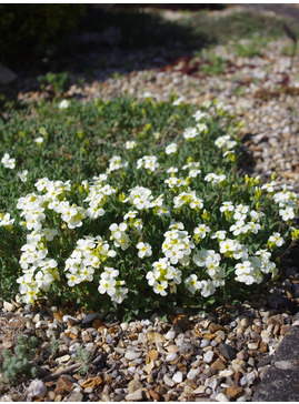 Arabis alpina subsp. caucasica 'Pixie Cream'