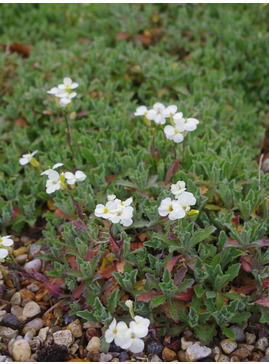 Arabis alpina subsp. caucasica 'Pixie Cream'