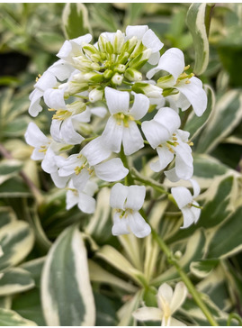 Arabis procurrens 'Variegata'