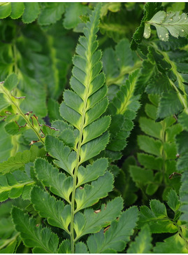 Arachniodes aristata 'Variegata'