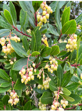 Arbutus unedo 'Compacta'