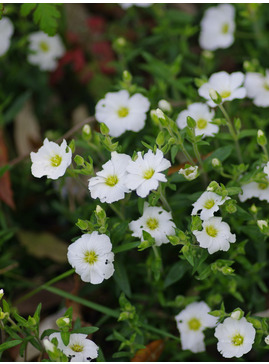 Arenaria montana