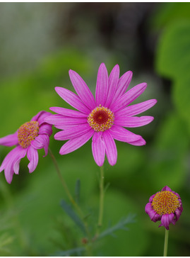 Argyranthemum Pink