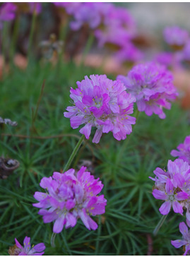 Armeria caespitosa 'Bevan's Variety'