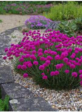 Armeria maritima 'Düsseldorfer Stolz'