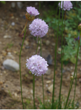 Armeria pungens