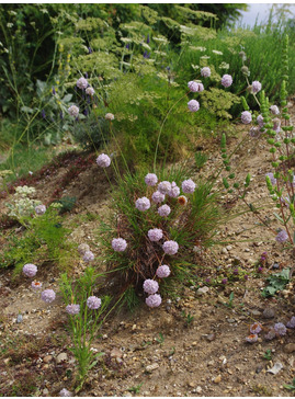 Armeria pungens