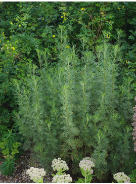 Artemisia abrotanum coca cola form