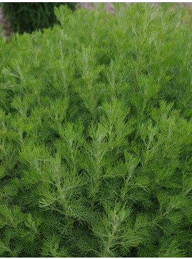 Artemisia abrotanum coca cola form