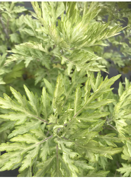 Artemisia indica var. momiyamae