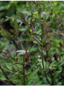 Artemisia lactiflora (Guizhou Group) 'Dark Delight' 