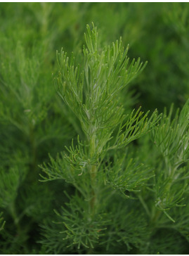 Artemisia abrotanum 'Coca-Cola'  