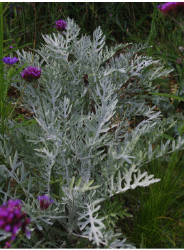 Artemisia stelleriana