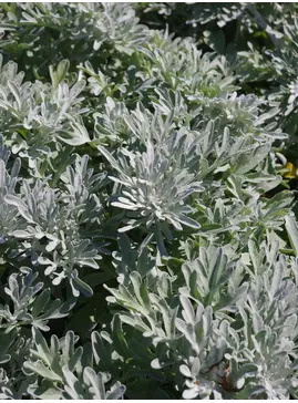 Artemisia stelleriana