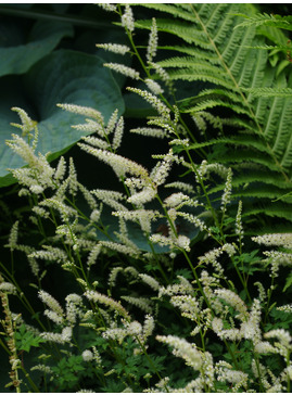 Aruncus aethusifolius