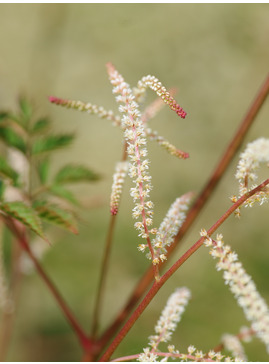 Aruncus 'Horatio'