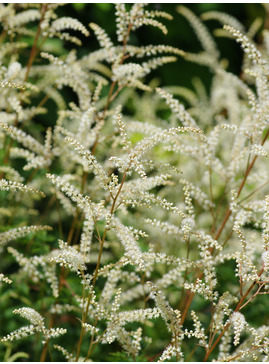 Aruncus sylvestris 'Sommeranfang'