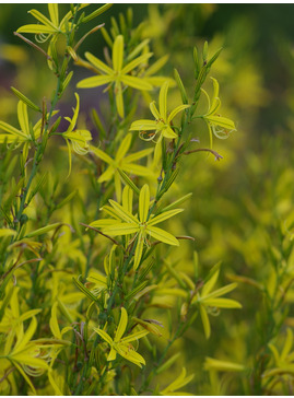 Asphodeline liburnica