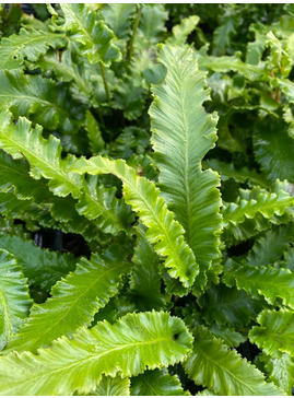 Asplenium scolopendrium 'Angustatum'