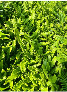 Asplenium scolopendrium 'Angustifolium'