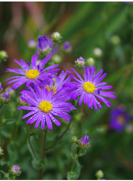 Aster amellus 'King George'