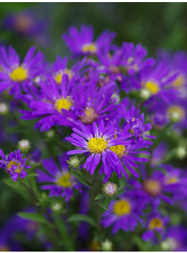 Aster amellus 'Veilchenkönigin'