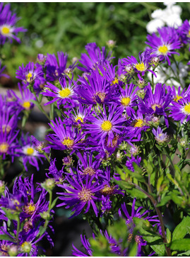 Aster amellus 'Veilchenkönigin'