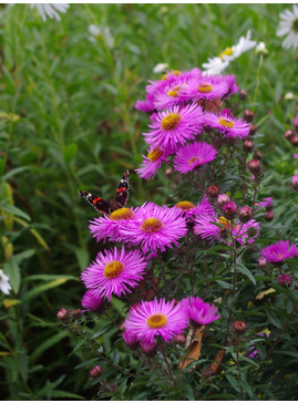 Aster 'Betel Nut'