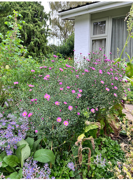 Symphyotrichum 'Knightrider' 