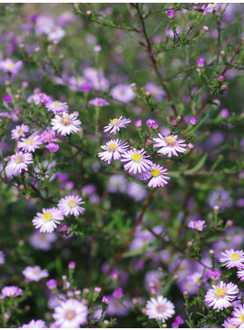 Aster 'Ice Cool Pink'
