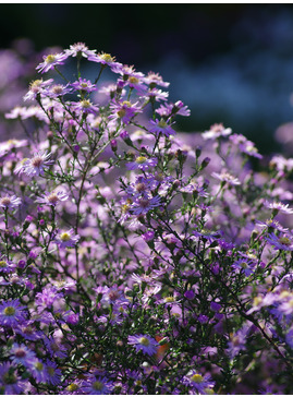 Aster 'Ice Cool Pink'