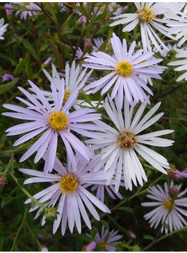 Aster pyrenaeus 'Lutetia'