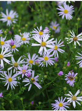 Aster pyrenaeus 'Lutetia'