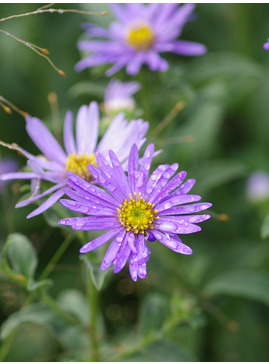 Aster x frikartii 'Mönch'