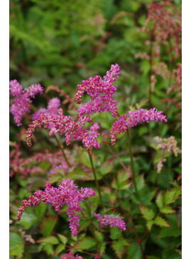 Astilbe 'Bronce Elegans'  (simplicifolia hybrid) 