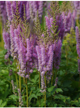 Astilbe chinensis (aff.)