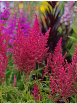 Astilbe 'Else Schluck' (x arendsii)