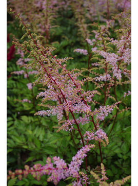 Astilbe 'Grete Pungel' (x arendsii)