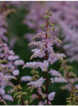 Astilbe 'Grete Pungel' (x arendsii)