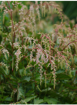 Astilbe 'Isa Hall'