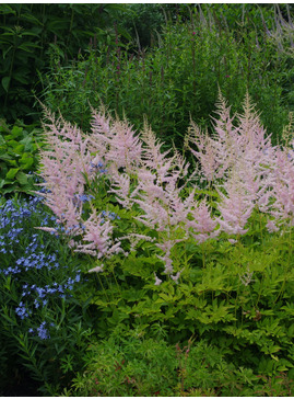 Astilbe thunbergii 'Professor van der Wielen' - Buy It Now!