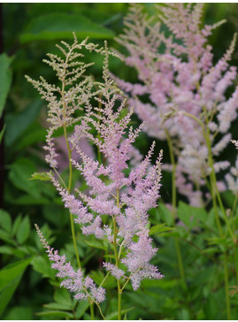 Astilbe 'Venus' (x arendsii)