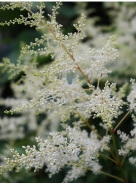 Astilbe 'Weisse Gloria' (x arendsii)