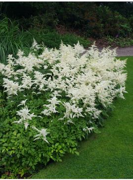 Astilbe - white