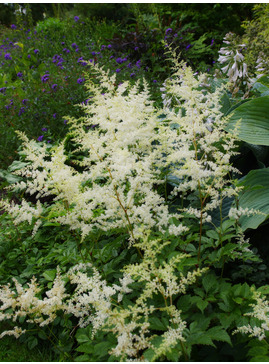 Astilbe - white